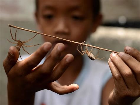 Does Playing Games With Spiders Reduce .